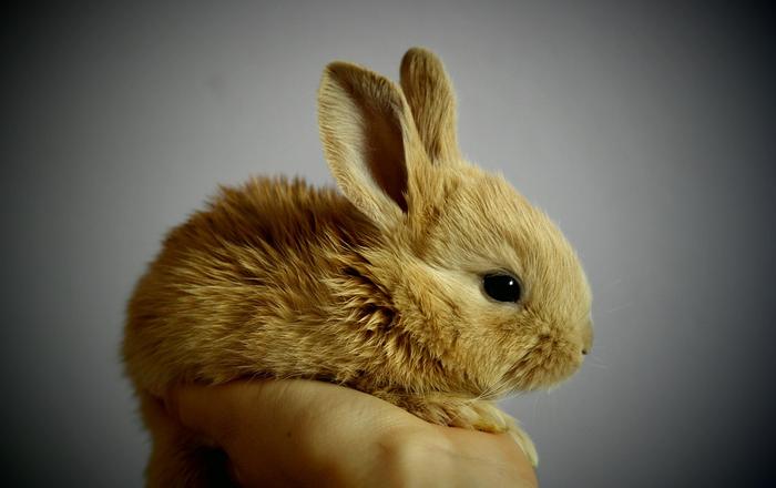 Quanto vive un coniglio: consigli per tenerlo al meglio