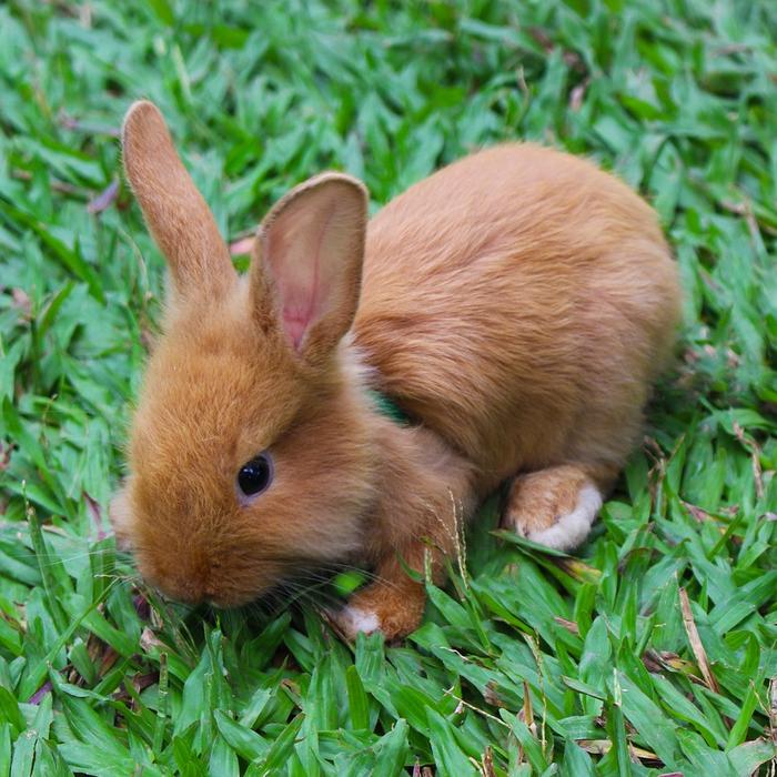 Gli acari nei conigli: come individuarli e curarli al meglio