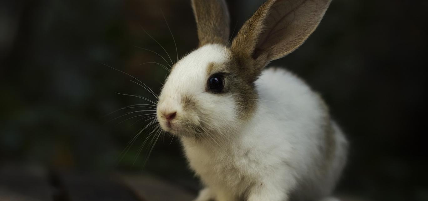 Rogna Coniglio: definizione, caratteristiche e consigli per il benessere dell'animale