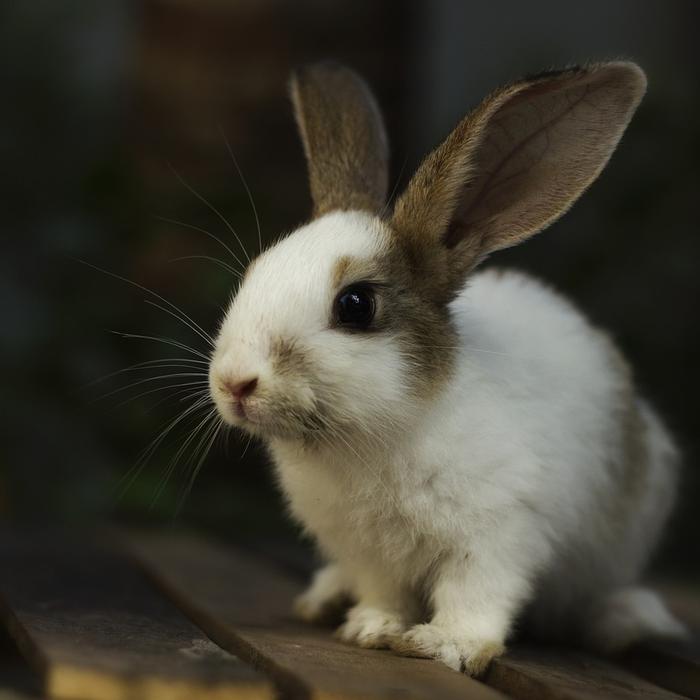 Rogna Coniglio: definizione, caratteristiche e consigli per il benessere dell'animale