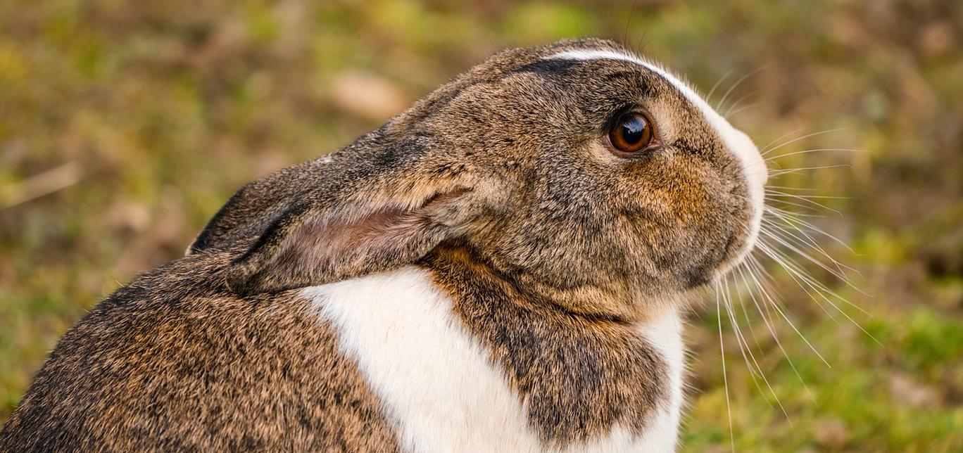 Sterilizzazione del Coniglio: tutto quello che c’è da sapere