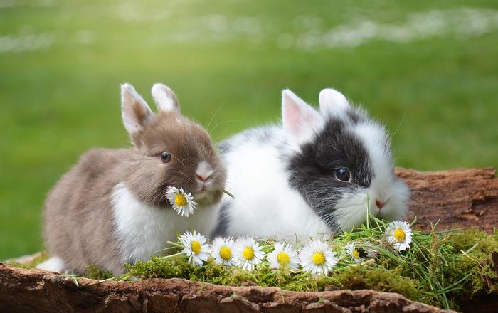 Scheda di allevamento: Coniglio nano