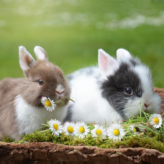 Scheda di allevamento: Coniglio nano