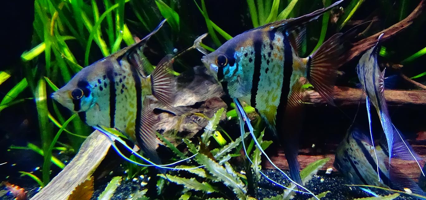 Il Pesce Scalare - Pterophyllum Scalare - Acquario Dolce