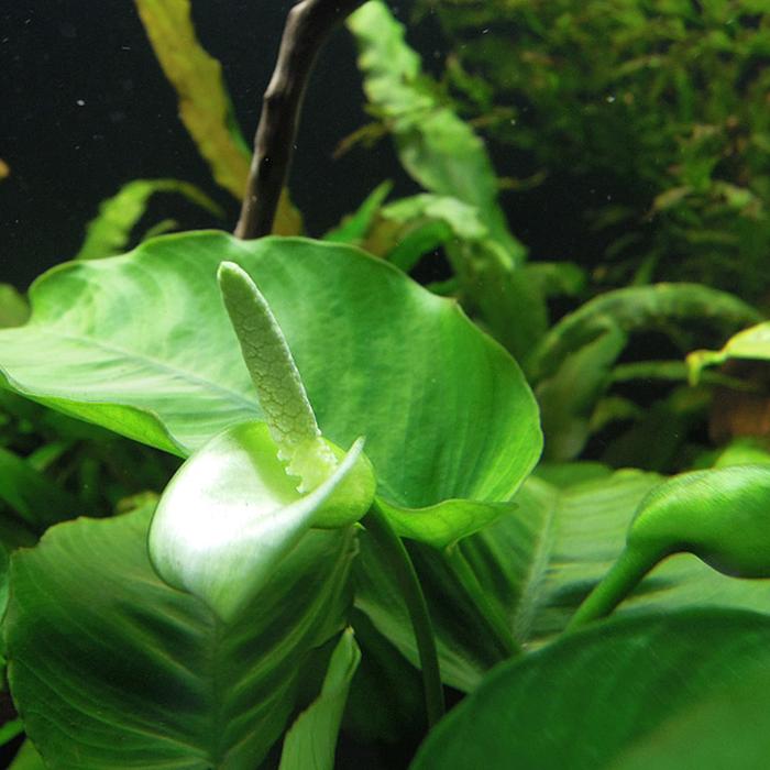 Anubias - Piante facili per l'acquario d'acqua dolce