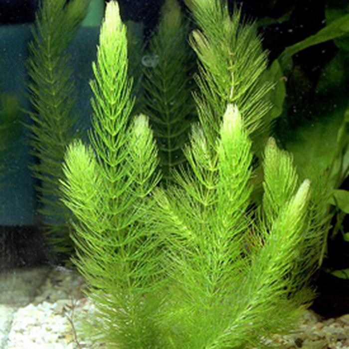 Ceratophyllum demersum - Piante facili per l'acquario d'acqua dolce