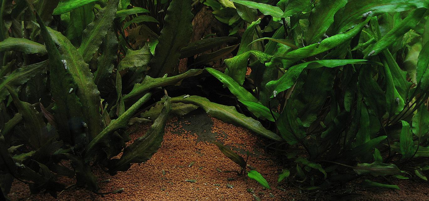 Cryptocoryne - Piante facili per l'acquario d'acqua dolce