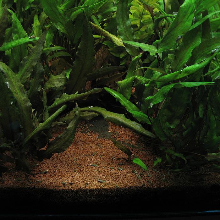 Cryptocoryne - Piante facili per l'acquario d'acqua dolce