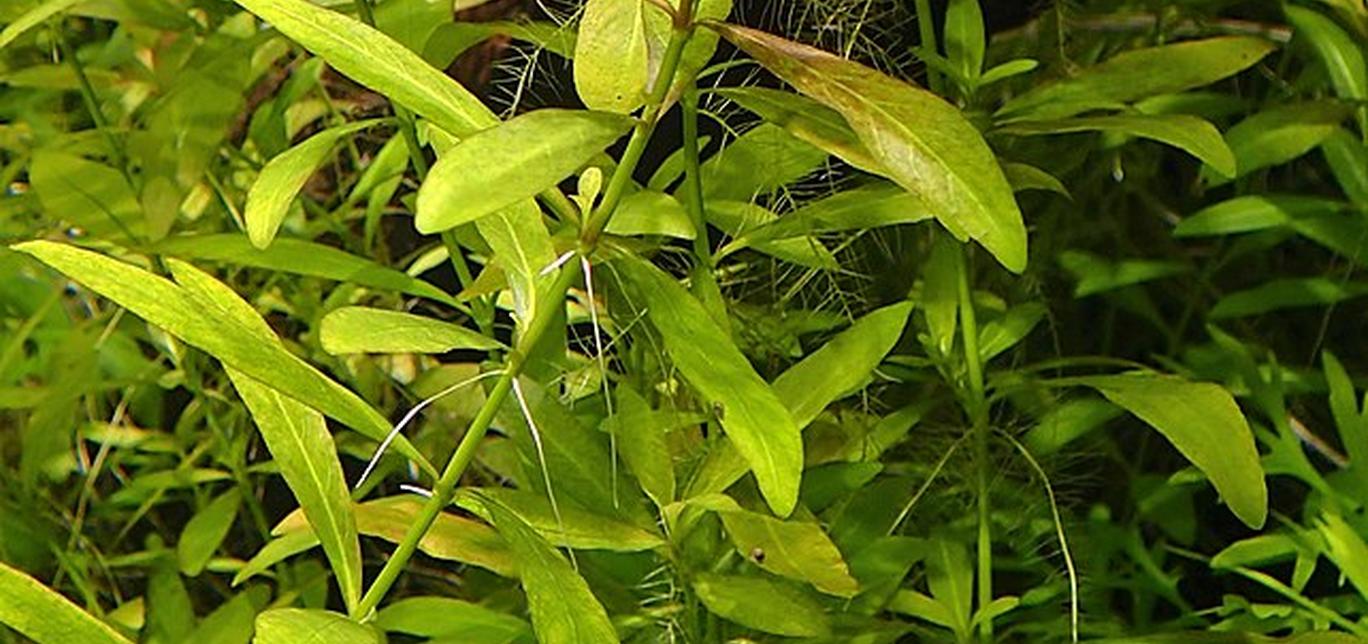 Hygrophila polysperma - Piante facili per l'acquario d'acqua dolce