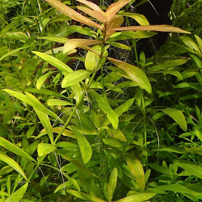 Hygrophila polysperma - Piante facili per l'acquario d'acqua dolce