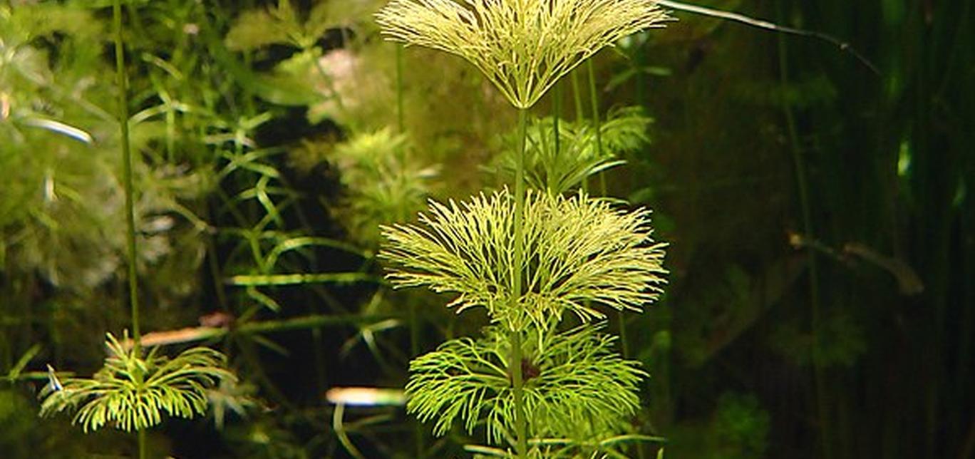 Limnophila sessiliflora - Piante facili per l'acquario d'acqua dolce