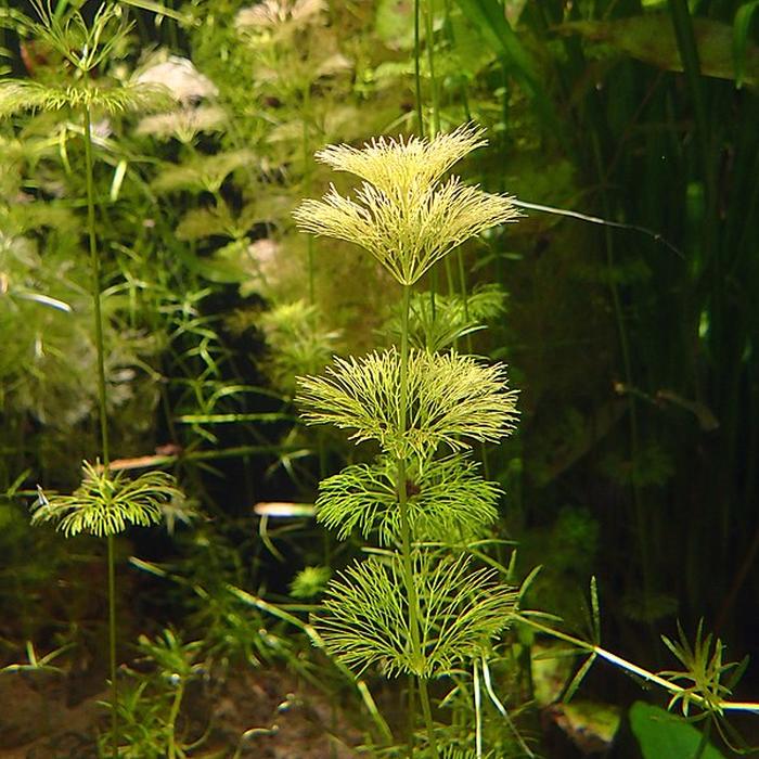 Limnophila sessiliflora - Piante facili per l'acquario d'acqua dolce