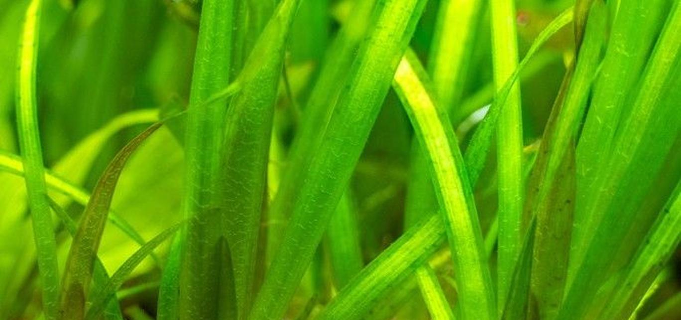 Vallisneria spiralis - Piante facili per l'acquario d'acqua dolce