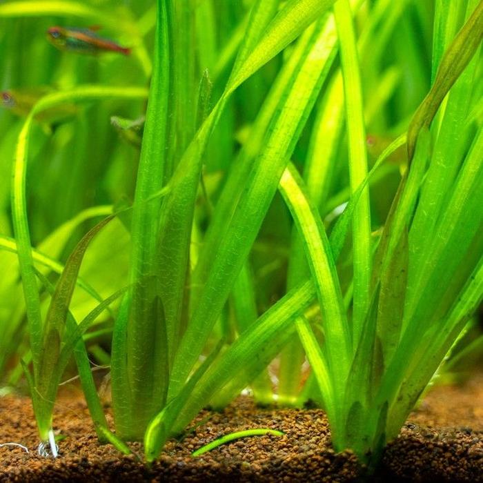 Vallisneria spiralis - Piante facili per l'acquario d'acqua dolce