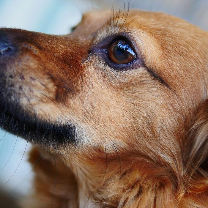 Come trovare il trasportino perfetto per il tuo cane