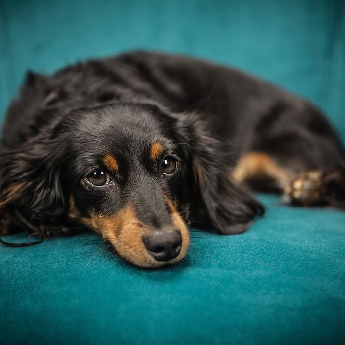 Coperta per Cani: Comfort e Calore per il tuo Amico a Quattro Zampe