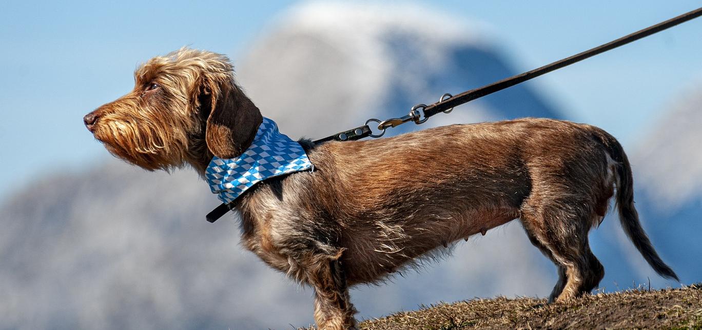 Guinzaglio per Cani: Guida alla Scelta