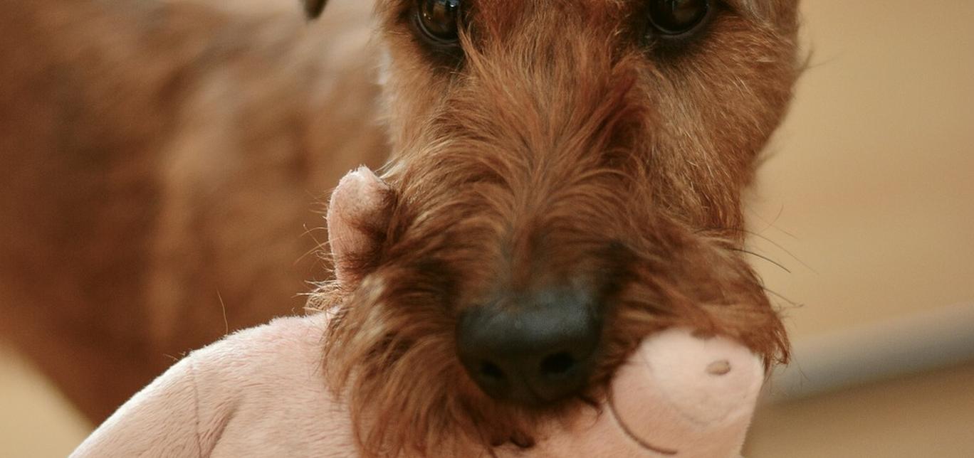 Peluche per cani: un gioco morbido per rassicurare il tuo amico