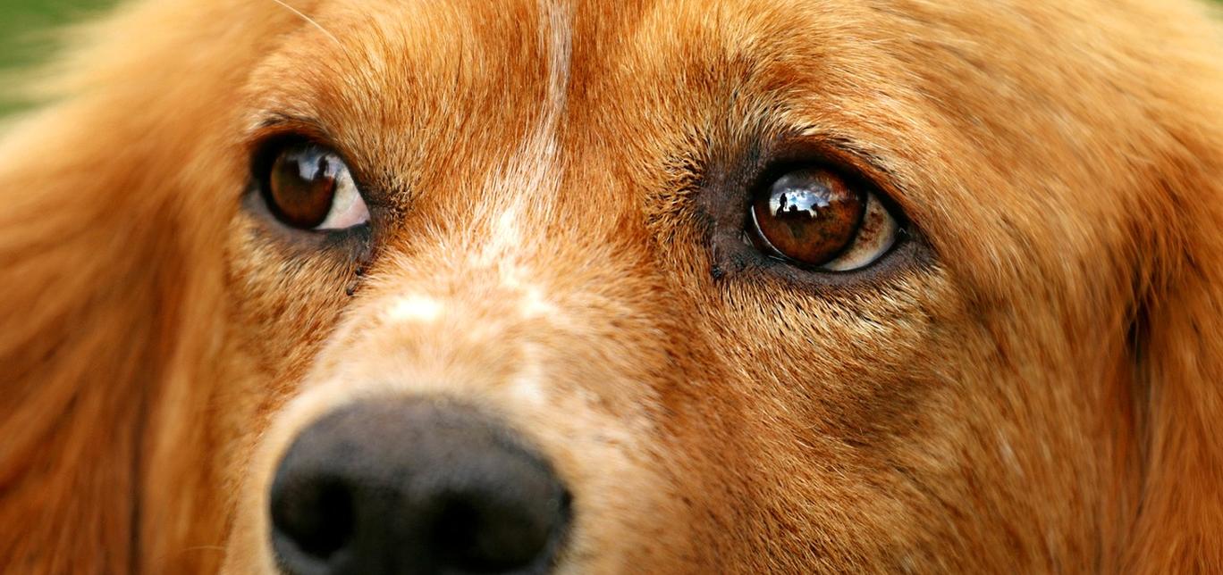 Sicurezza in 3 passi: come rendere il balcone sicuro per il tuo cane