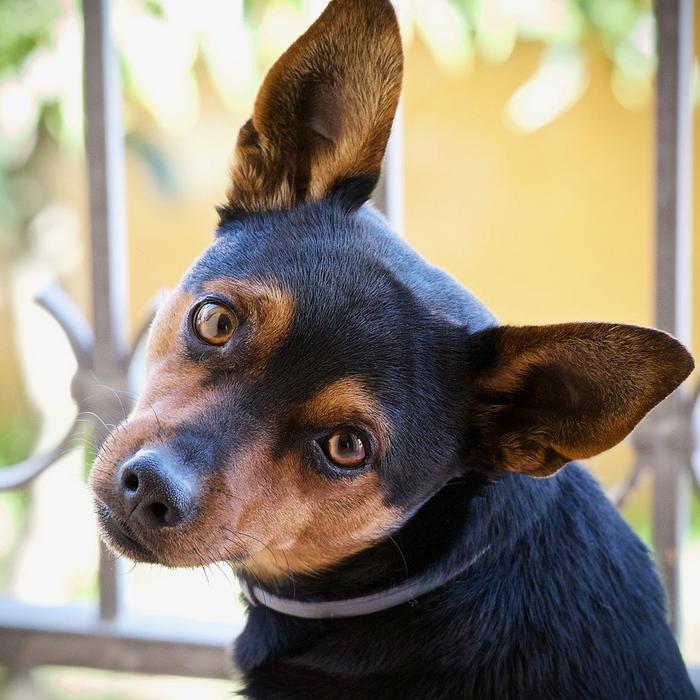 Tappetino refrigerante per cani: comfort e freschezza