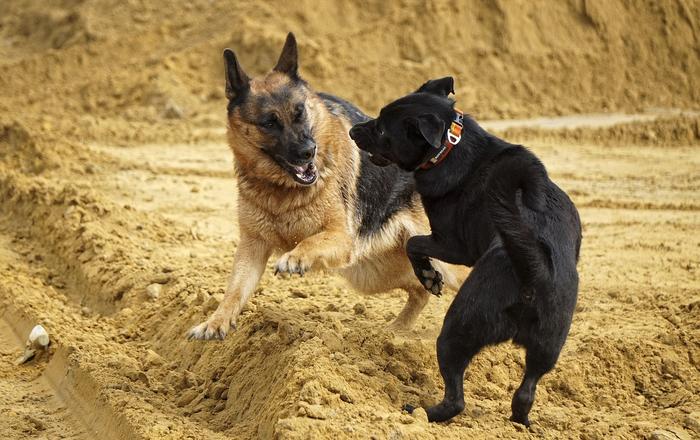 Aggressività Inter-cane: Comprendere e Gestire i Comportamenti Aggressivi tra Cani