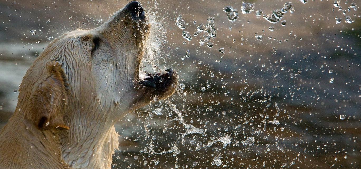 Anticipare un'esperienza spaventosa o negativa con determinate persone, oggetti, animali o situazioni può portare all'ansia.