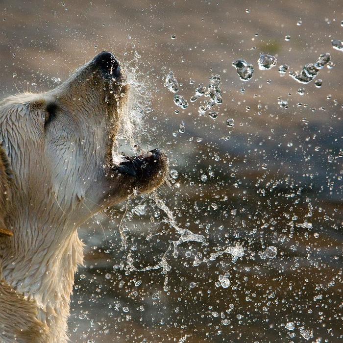 Anticipare un'esperienza spaventosa o negativa con determinate persone, oggetti, animali o situazioni può portare all'ansia.