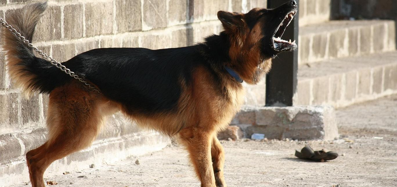 Cani che Abbaiano: Come Gestire il Problema