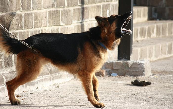 Cani che Abbaiano: Come Gestire il Problema