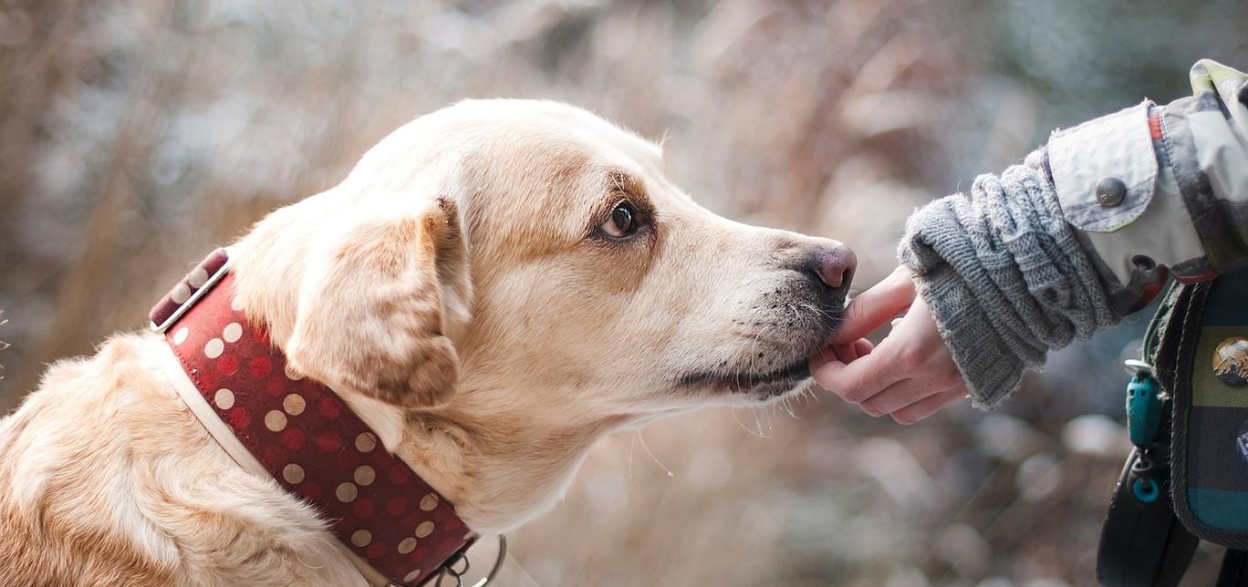 Come Educare un Cane: Tecniche e Consigli