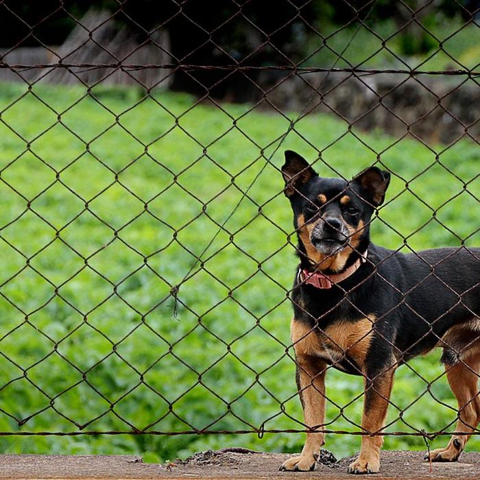 Come Insegnare al Cane a Fare i Bisogni Fuori: Tecniche e Consigli