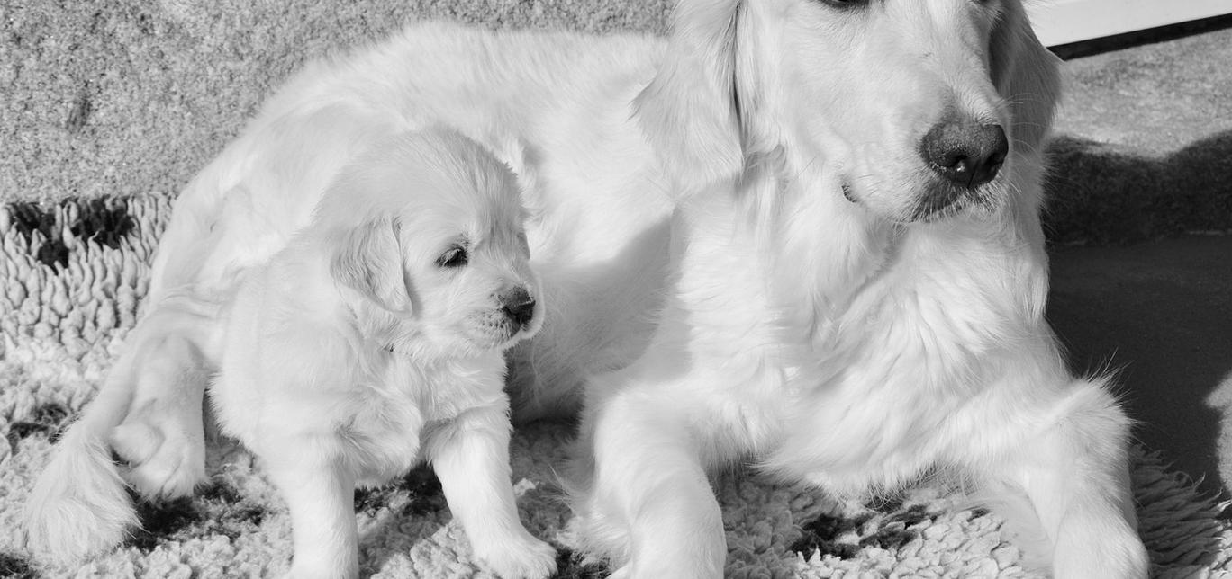 Come insegnare al tuo cane a portarti le pantofole