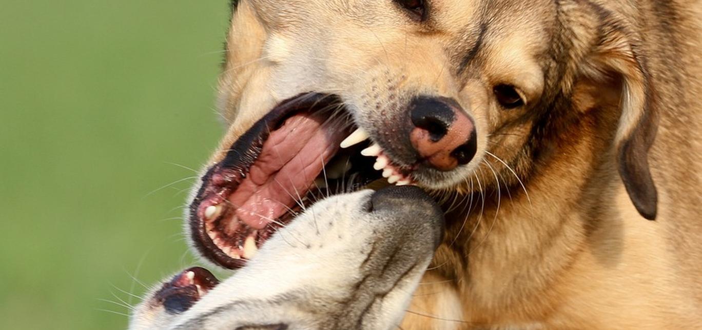 Dominanza, Paura o Aggressività Predatoria nei Cani: Una Guida per la Gestione e il Trattamento