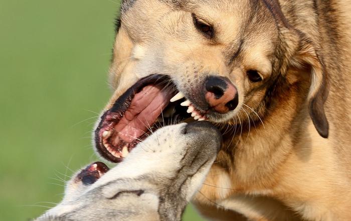 Dominanza, Paura o Aggressività Predatoria nei Cani: Una Guida per la Gestione e il Trattamento