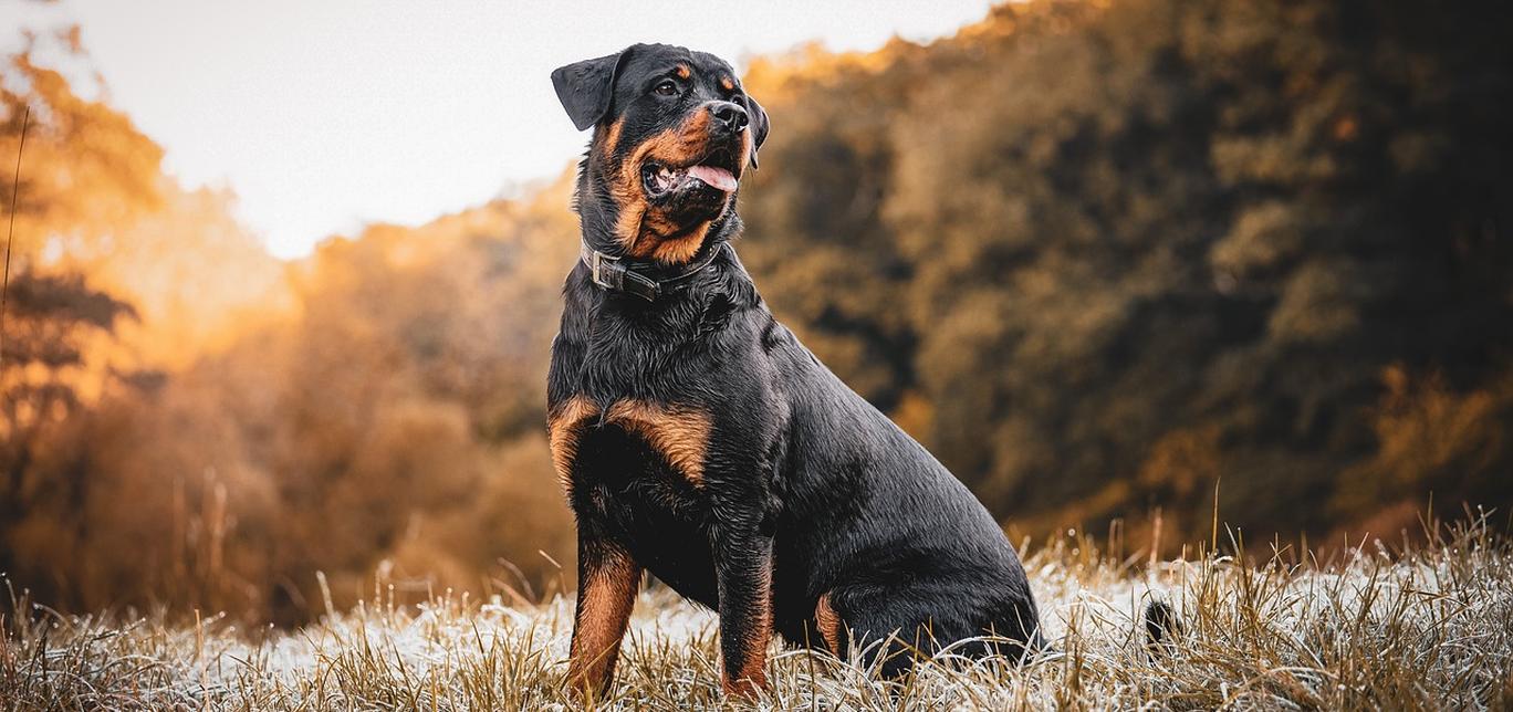 Fischietto Ultrasuoni per Cani: Guida all’Uso