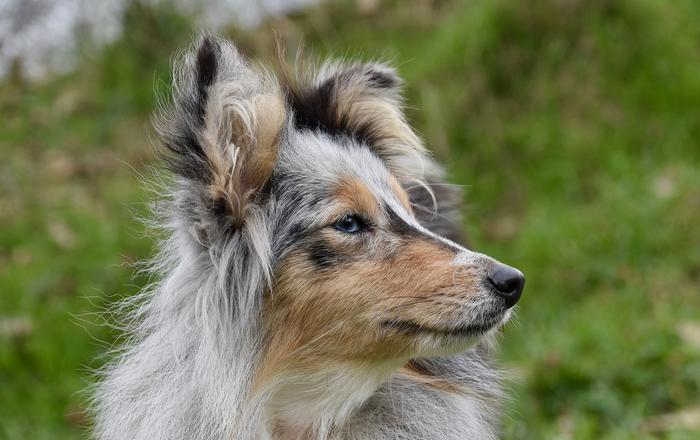 Gestisci la convivenza tra cani e rettili: consigli per una convivenza serena
