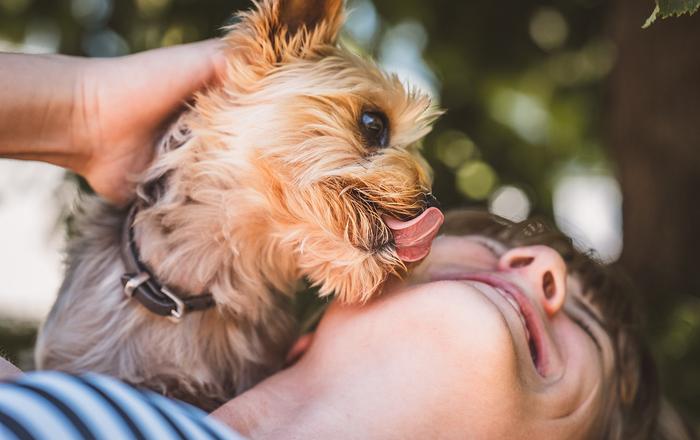 Il linguaggio delle leccate: cosa vuole dirci il tuo cane