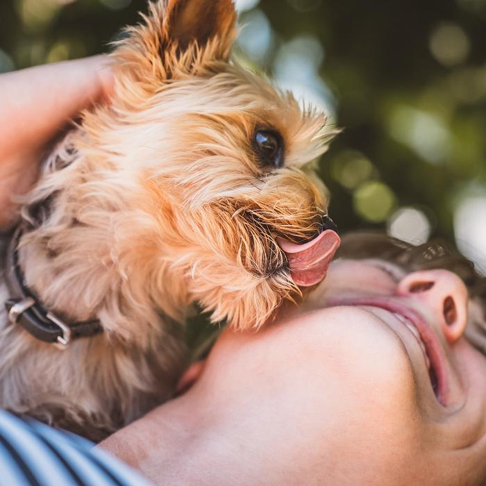 Il linguaggio delle leccate: cosa vuole dirci il tuo cane