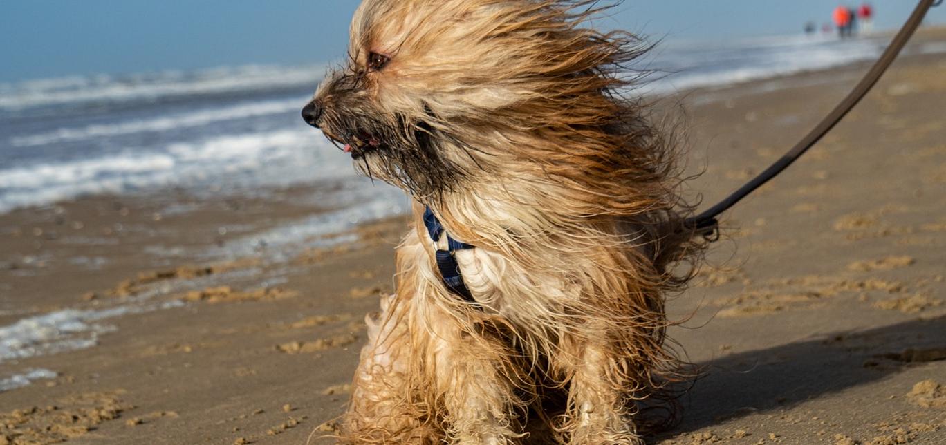 Insegna al tuo cane a camminare al guinzaglio: consigli per passeggiate serene