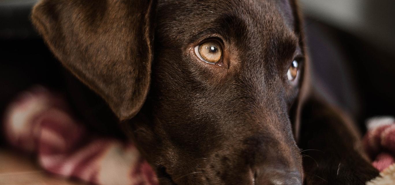 Insegna al tuo cane a non dormire sul letto: consigli per notti tranquille