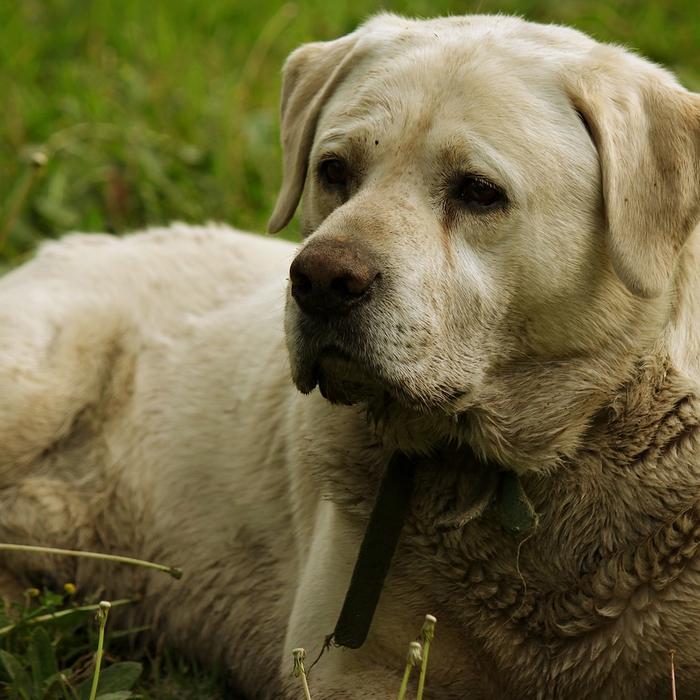 Insegna al tuo cane a non graffiare le porte: consigli per una convivenza serena