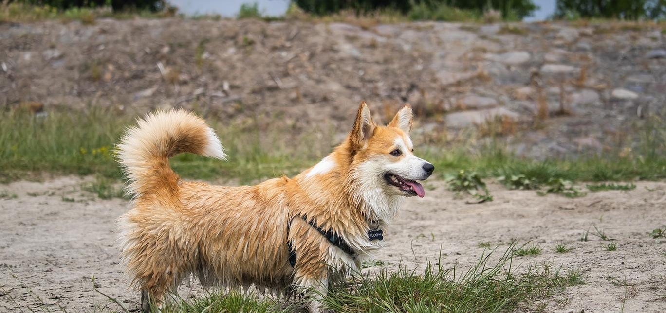 Insegna al tuo cane a non inseguire gli insetti: consigli per una convivenza pacifica