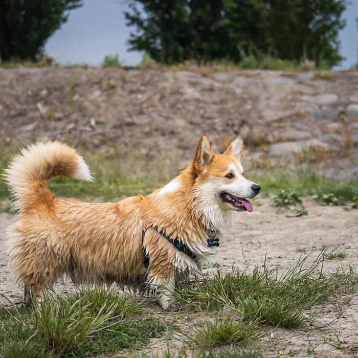 Insegna al tuo cane a non inseguire gli insetti: consigli per una convivenza pacifica