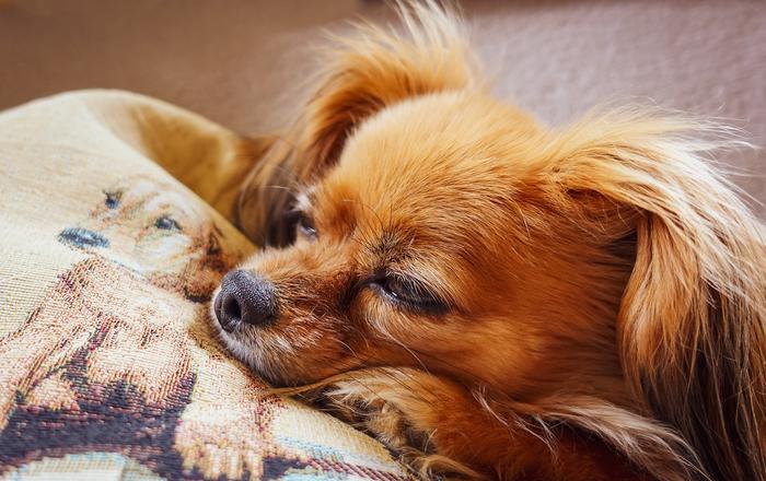 Insegna al tuo cane a non mordere i cuscini: una guida per i proprietari di cani