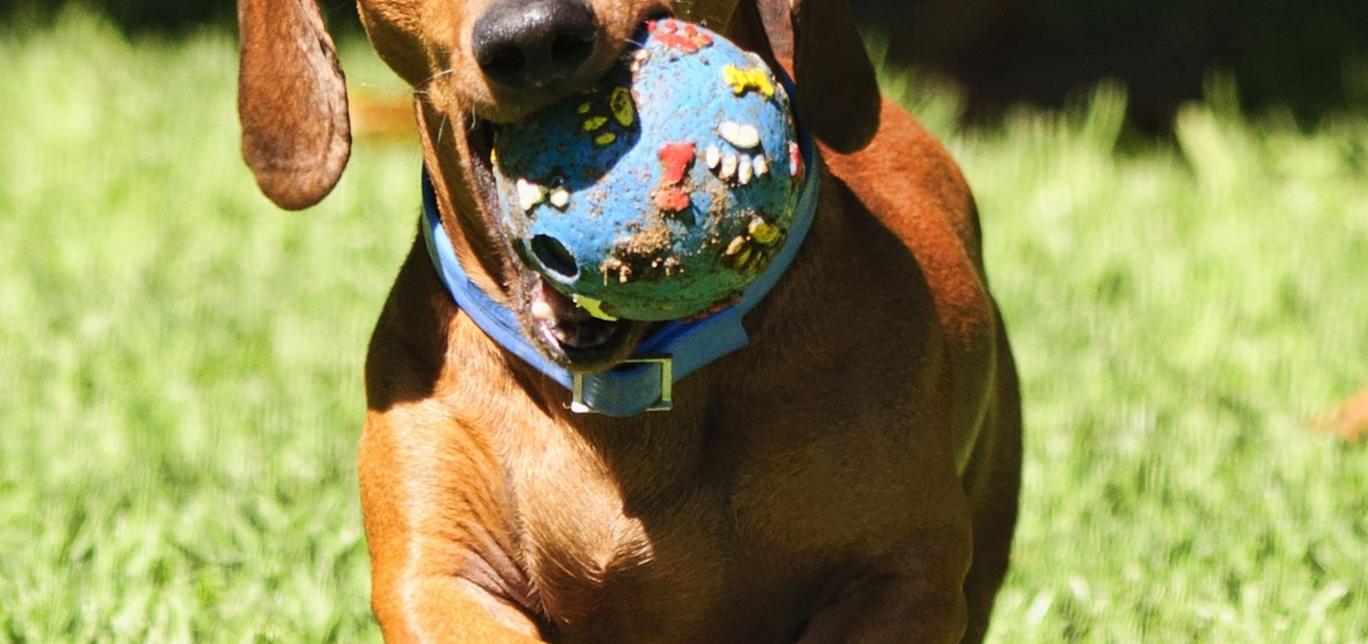 Insegna al tuo cane a non mordere i giocattoli dei bambini: una guida per i proprietari di cani