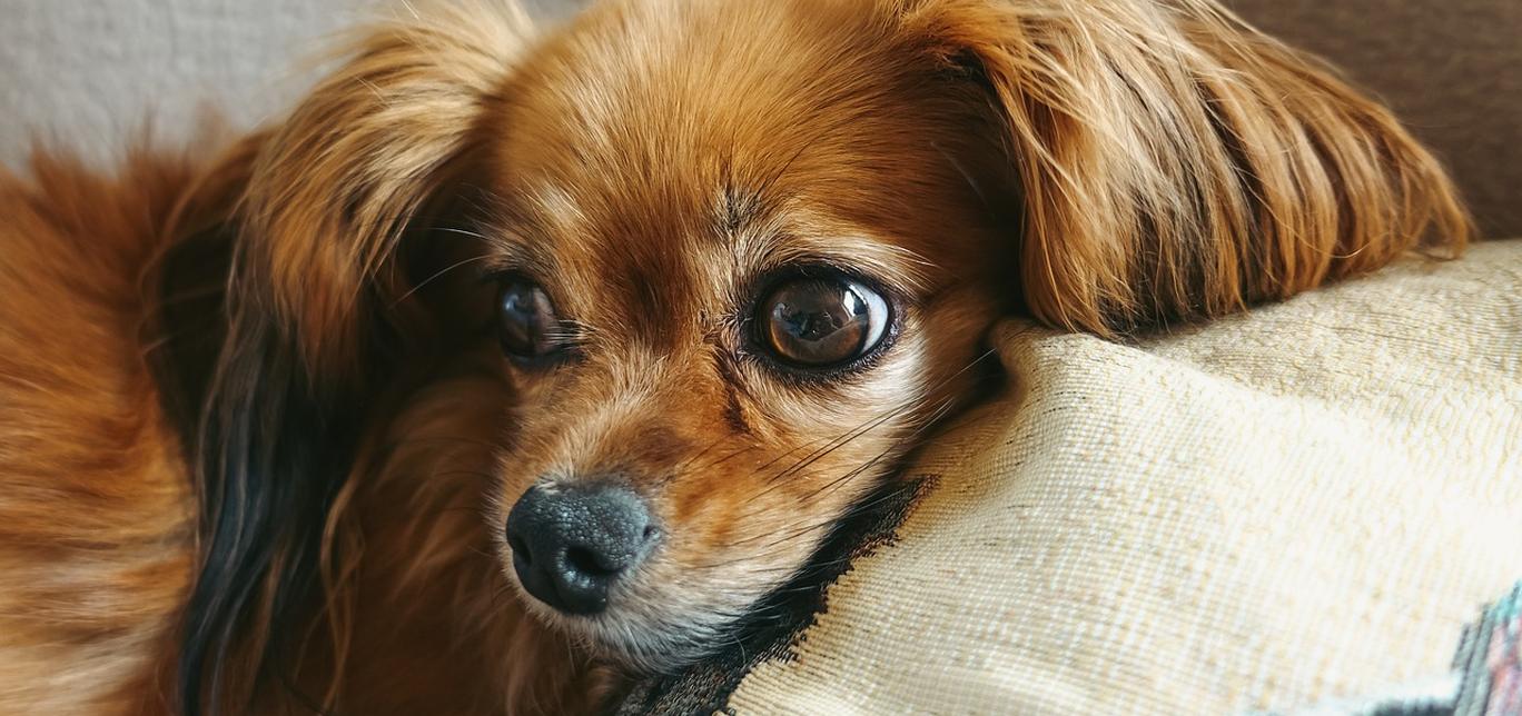 Insegna al tuo cane a non mordere i mobili: una guida per i proprietari di cani