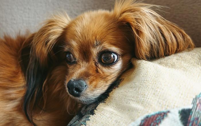 Insegna al tuo cane a non mordere i mobili: una guida per i proprietari di cani