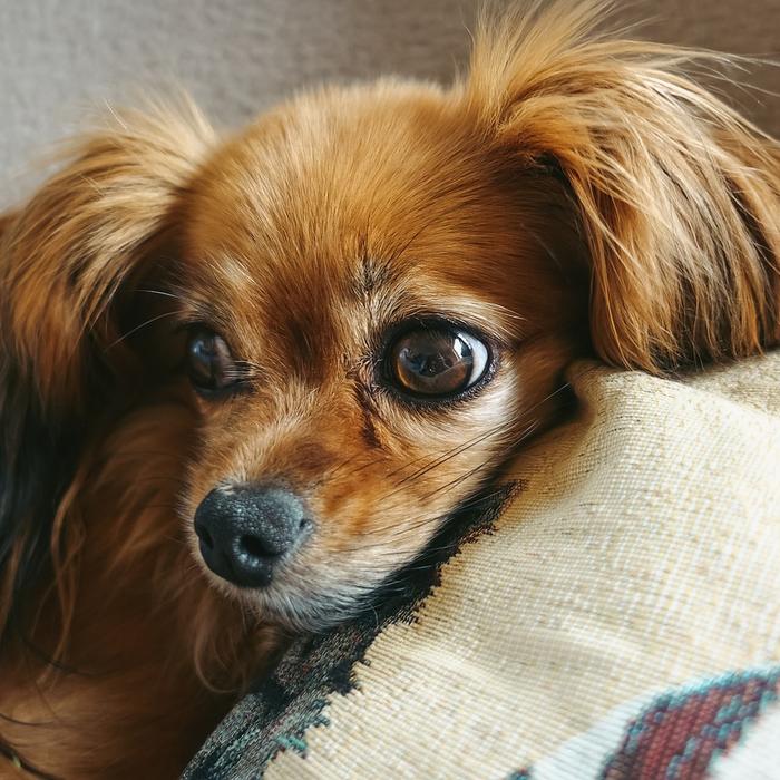 Insegna al tuo cane a non mordere i mobili: una guida per i proprietari di cani