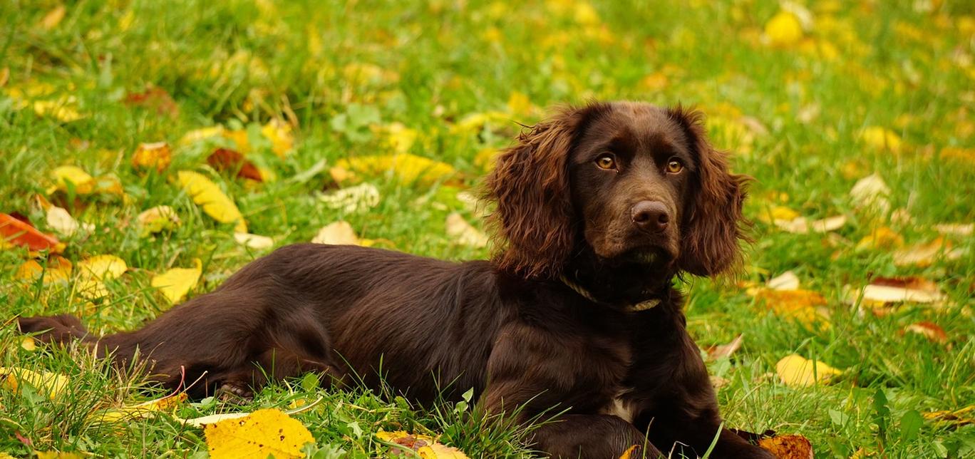 Insegna al tuo cane a non mordere la carta igienica: una guida per i proprietari di cani