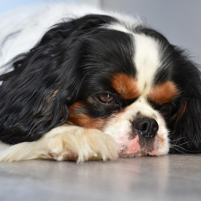 Insegna al tuo cane a non mordere le pantofole: una guida per i proprietari di cani